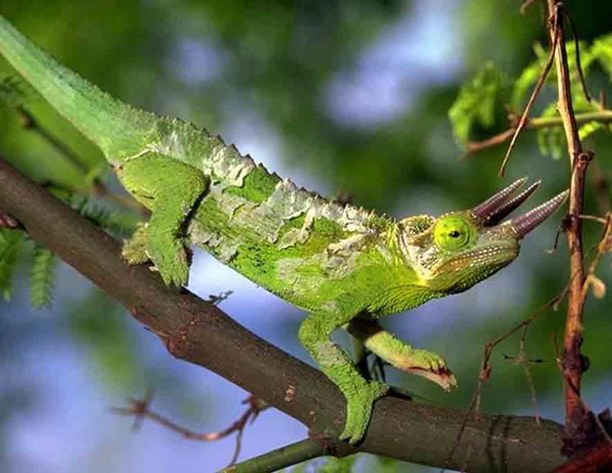 Cameleon
